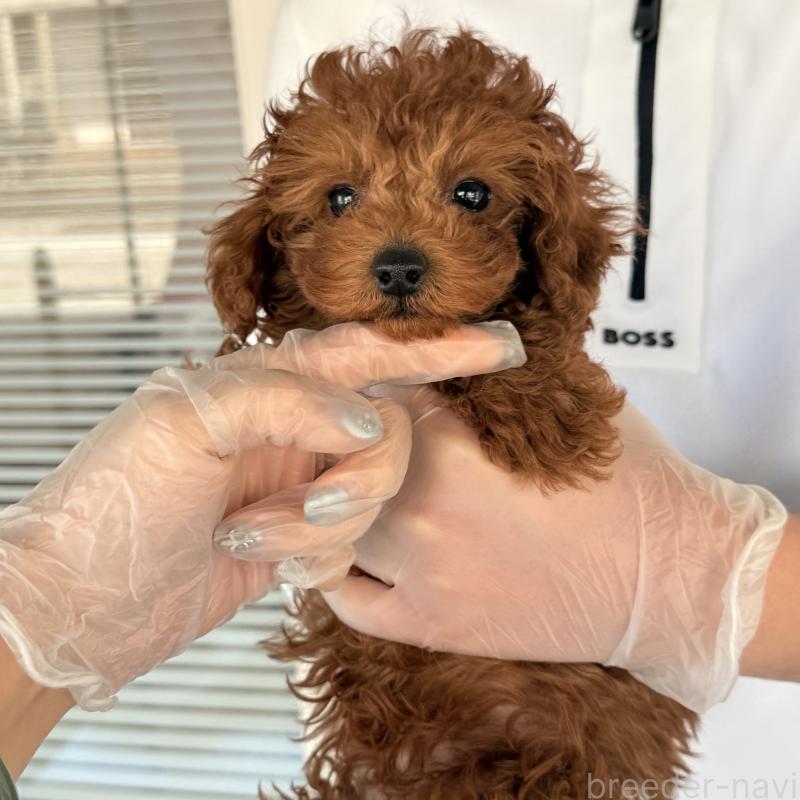 成約済の大阪府のトイプードル-445442の8枚目