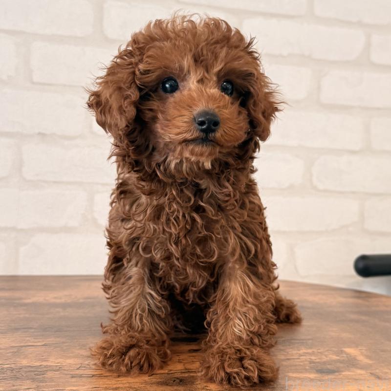 成約済の大阪府のトイプードル-445442の7枚目