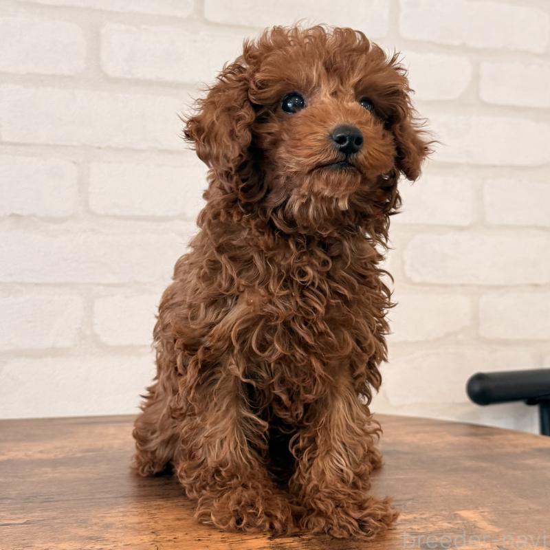 成約済の大阪府のトイプードル-445442の6枚目