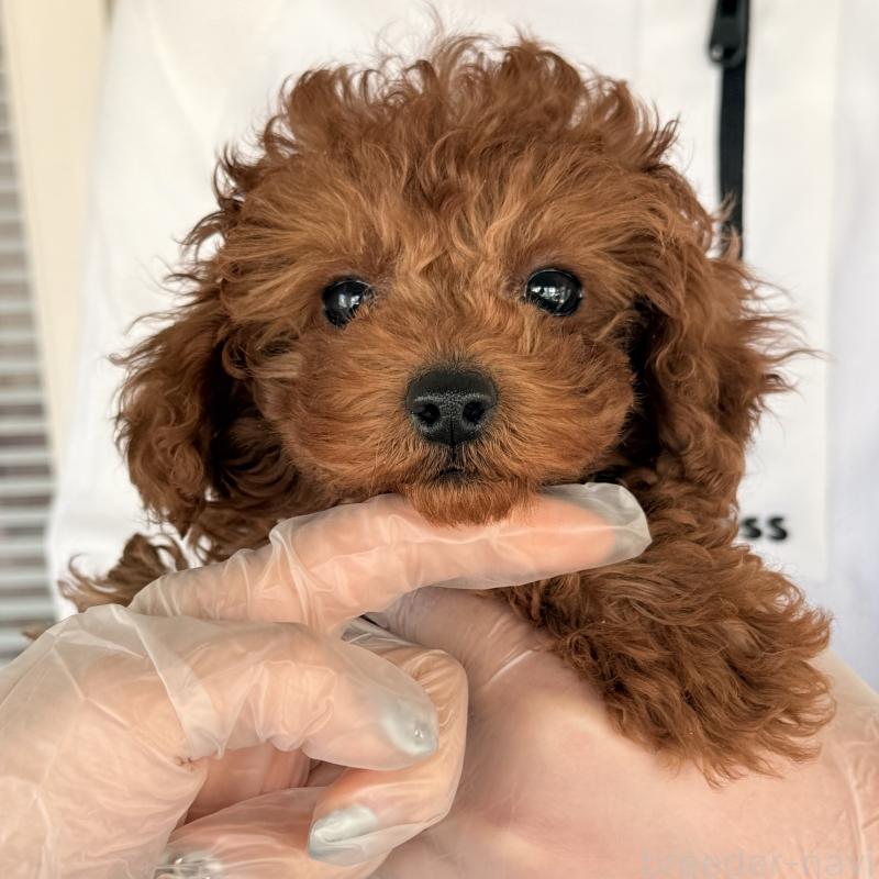 成約済の大阪府のトイプードル-445442の5枚目