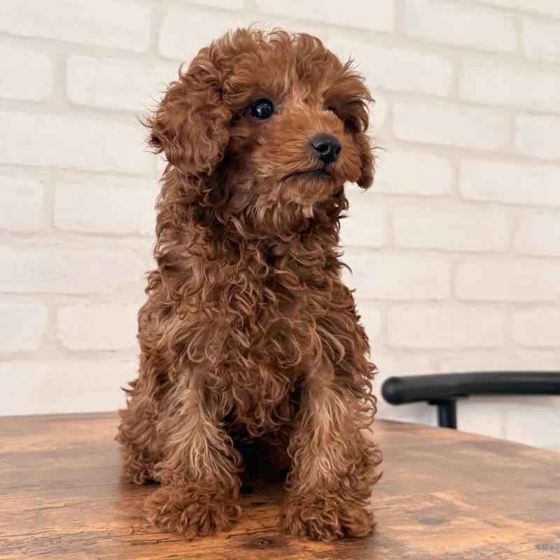 成約済の大阪府のトイプードル-445442の4枚目