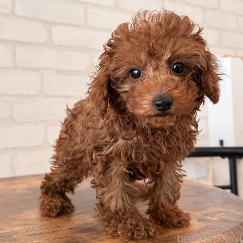 成約済の大阪府のトイプードル-445442の3枚目