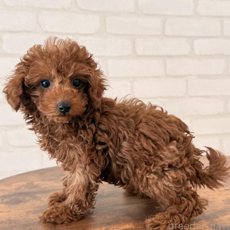 成約済の大阪府のトイプードル-445442の2枚目