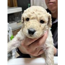 ♀︎ラブラドゥードル:ラブラドールレトリーバー×プードル