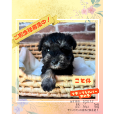 ♀︎ミニチュアシュナウザー