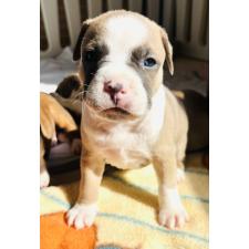 ♀︎アメリカンピットブルテリア