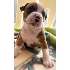 ♀︎アメリカンピットブルテリア