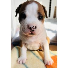 ♀︎アメリカンピットブルテリア