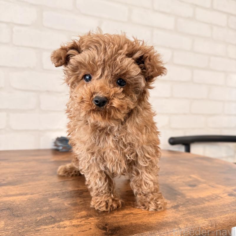 販売中の大阪府のトイプードル-443964の9枚目