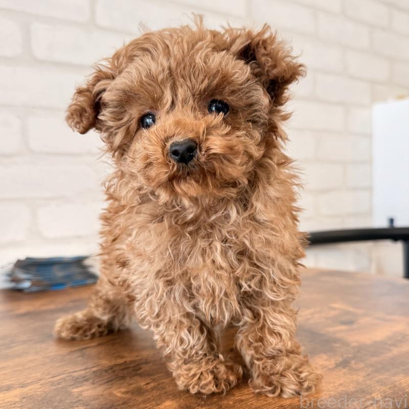 販売中の大阪府のトイプードル-443964の8枚目