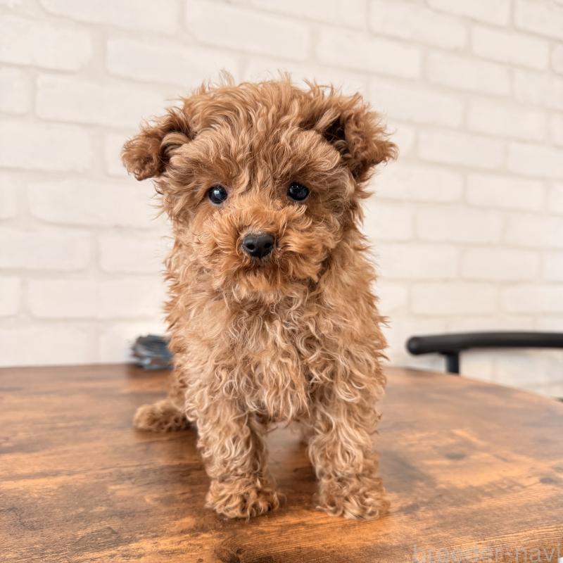 販売中の大阪府のトイプードル-443964の7枚目