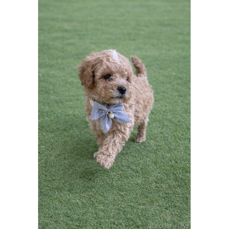 販売中の千葉県のマルプー:マルチーズ×トイプードル-451658の5枚目