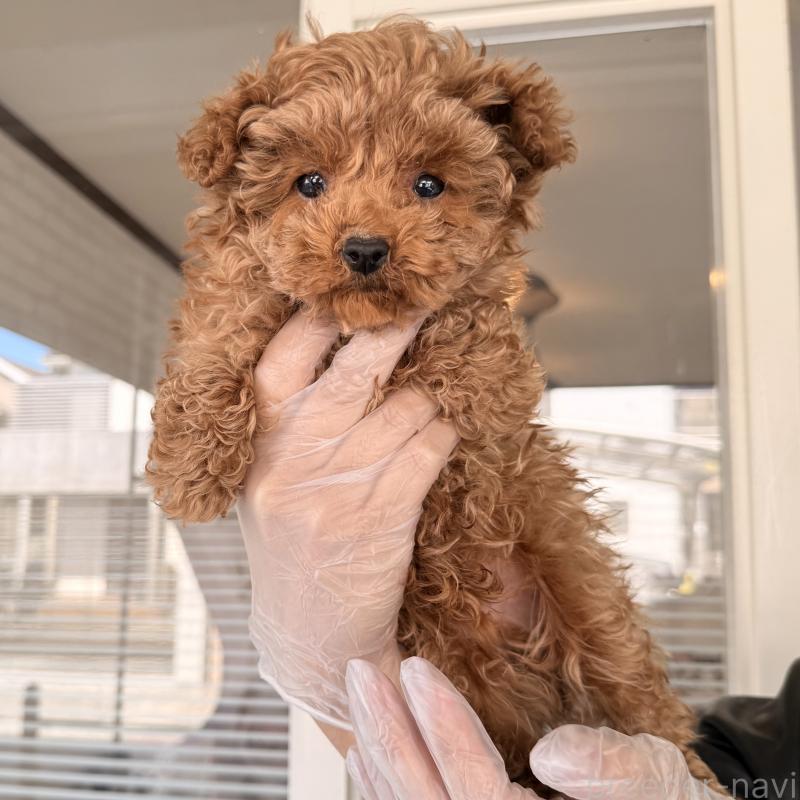 販売中の大阪府のトイプードル-443964の6枚目