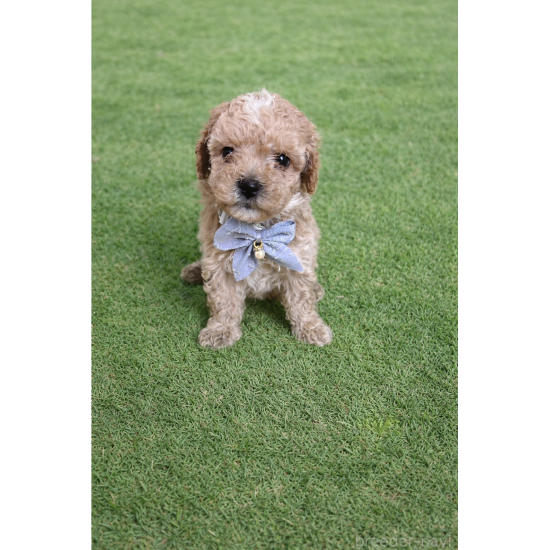 販売中の千葉県のマルプー:マルチーズ×トイプードル-451658の4枚目