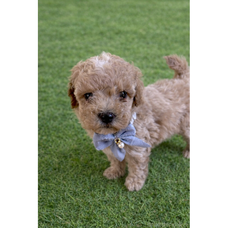 販売中の千葉県のマルプー:マルチーズ×トイプードル-451658の3枚目