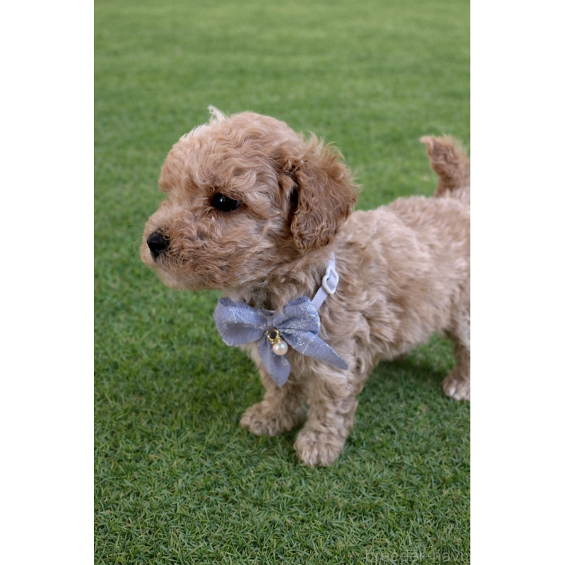 販売中の千葉県のマルプー:マルチーズ×トイプードル-451658の2枚目