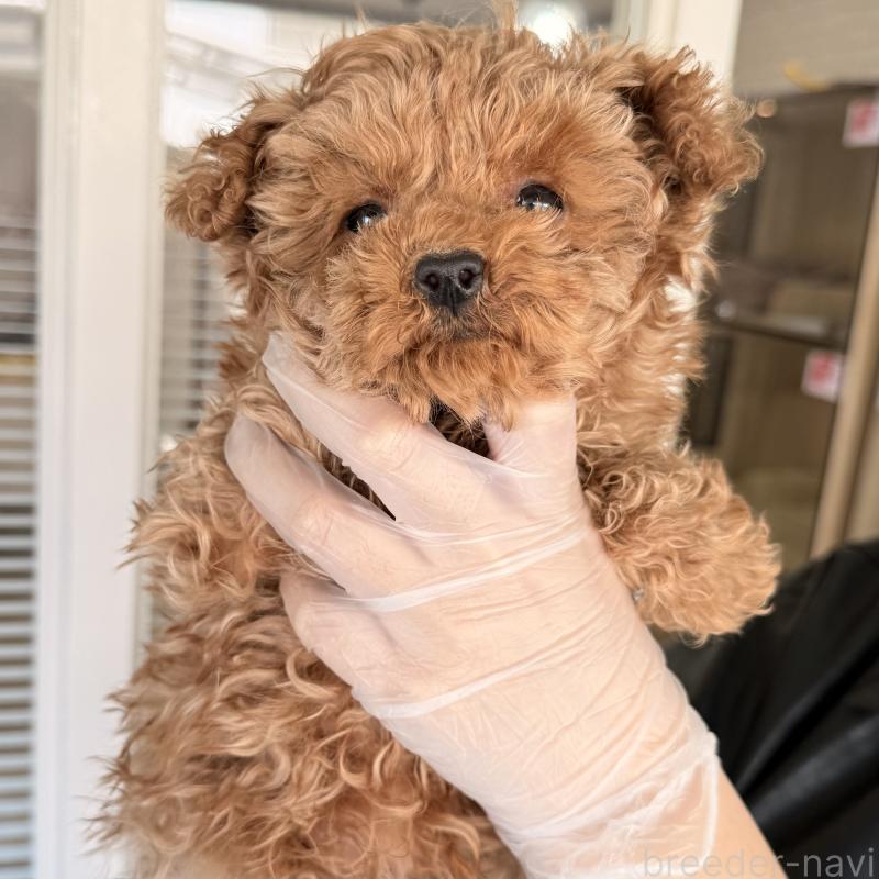 販売中の大阪府のトイプードル-443964の5枚目