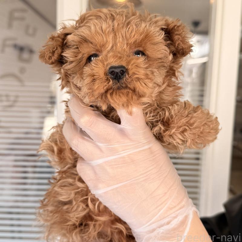 販売中の大阪府のトイプードル-443964の4枚目