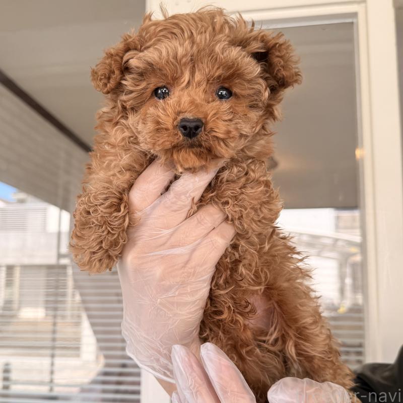 販売中の大阪府のトイプードル-443964の3枚目