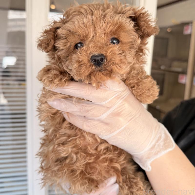 販売中の大阪府のトイプードル-443964の2枚目