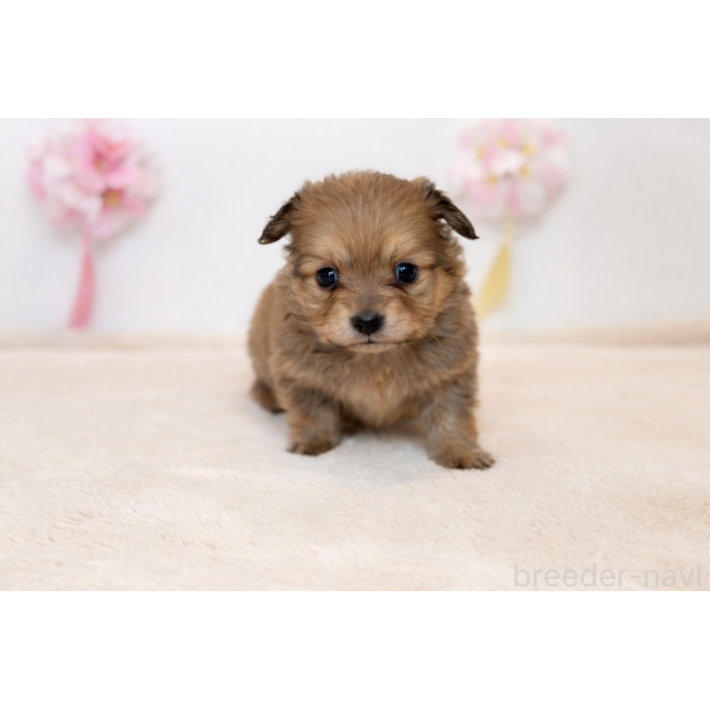 販売中の広島県のミックス犬-451660の3枚目