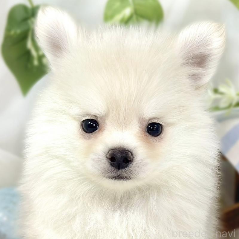 販売中の滋賀県のポメチワ:ポメラニアン×チワワ-450092