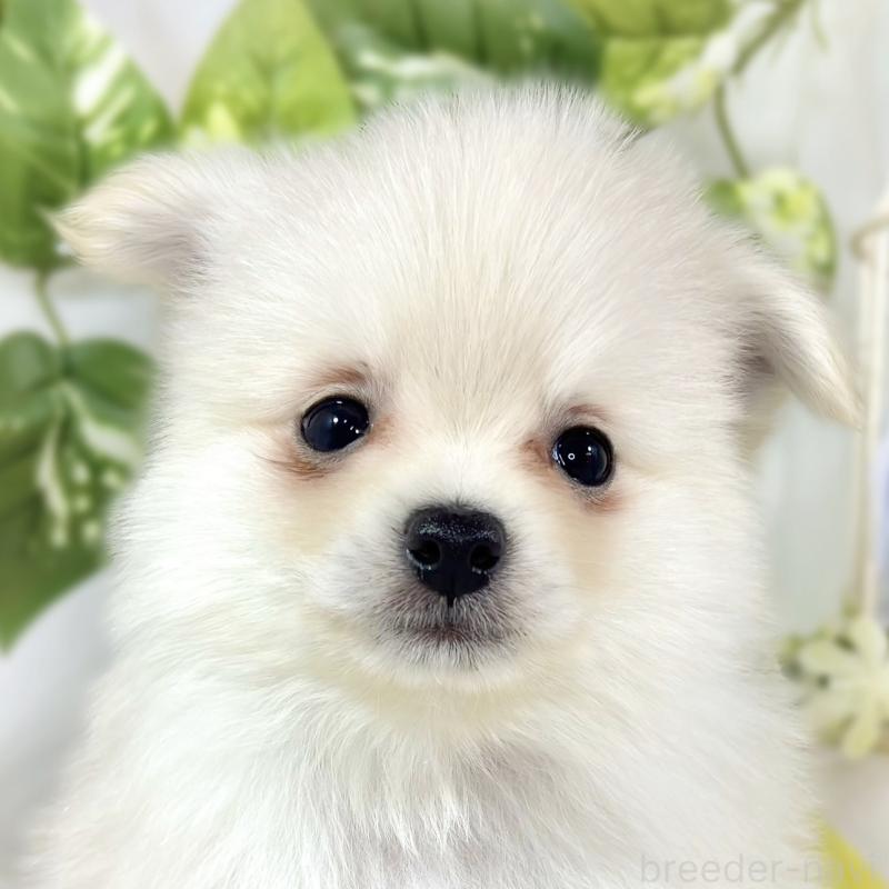 販売中の滋賀県のポメチワ:ポメラニアン×チワワ-450093