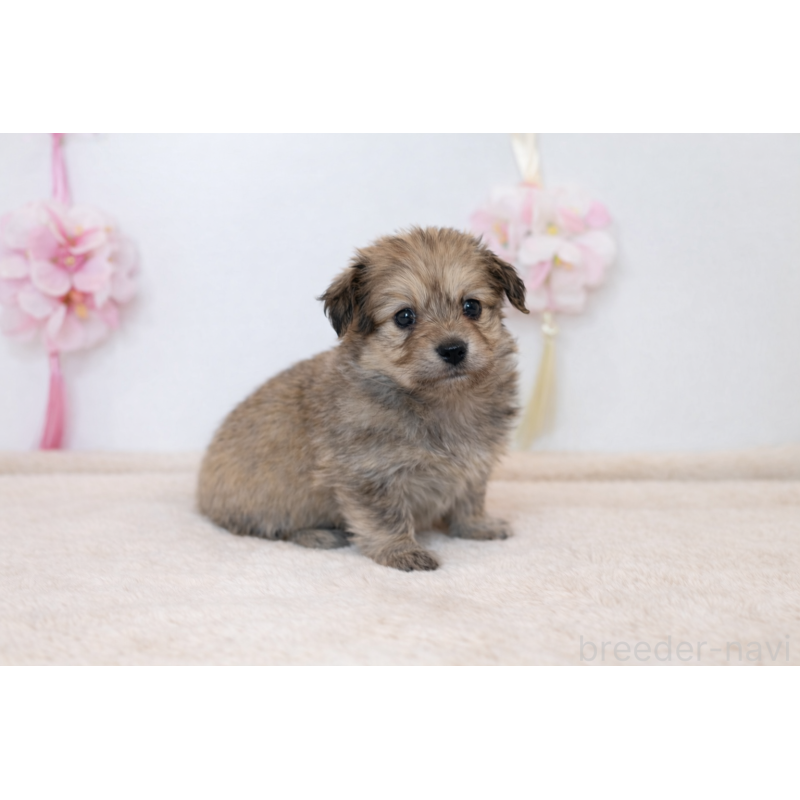 販売中の広島県のミックス犬-451661の2枚目