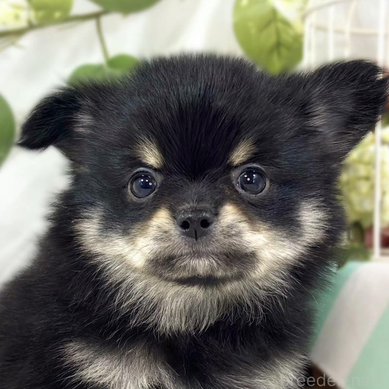 販売中の滋賀県のポメチワ:ポメラニアン×チワワ-450095