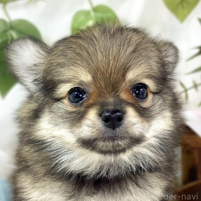 販売中の滋賀県のポメチワ:ポメラニアン×チワワ-450096