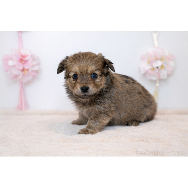 販売中の広島県のミックス犬-451663の2枚目