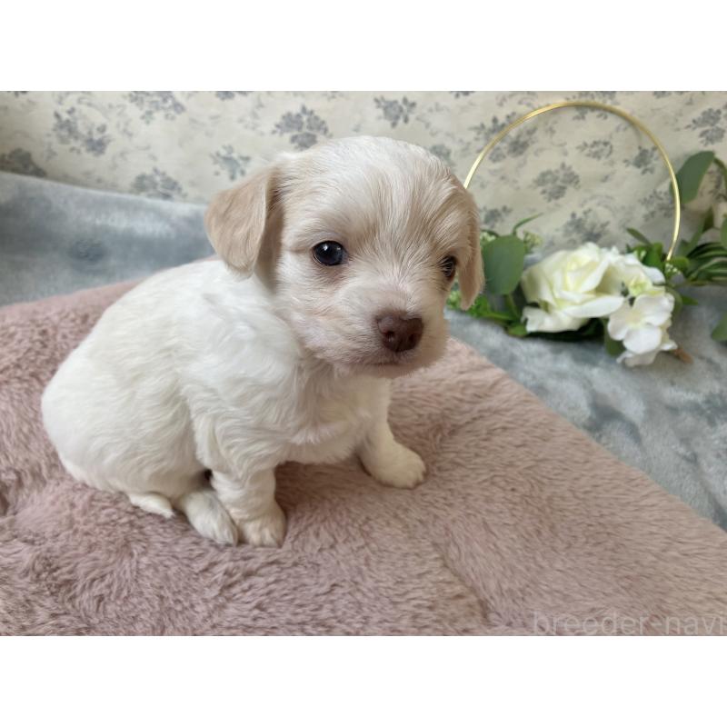 販売中の福岡県のミックス犬-449701の10枚目