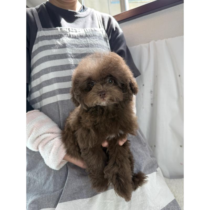 販売中の大阪府のタイニープードル-444570の7枚目