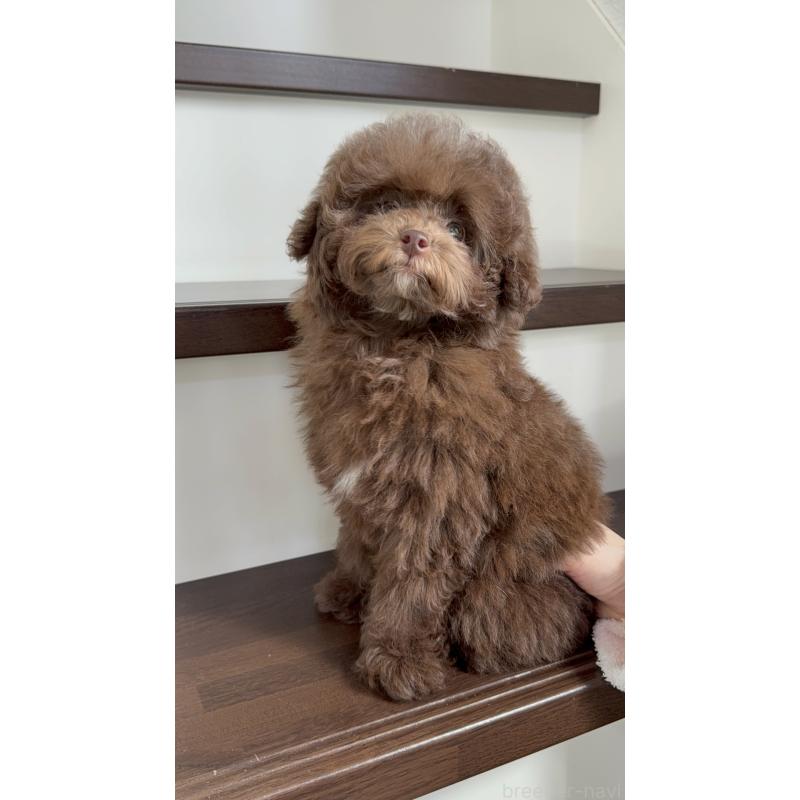 販売中の大阪府のタイニープードル-444570の6枚目