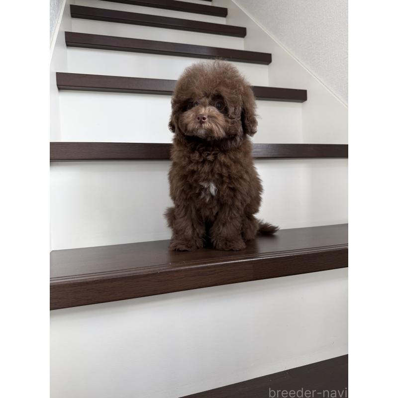 販売中の大阪府のタイニープードル-444570の5枚目