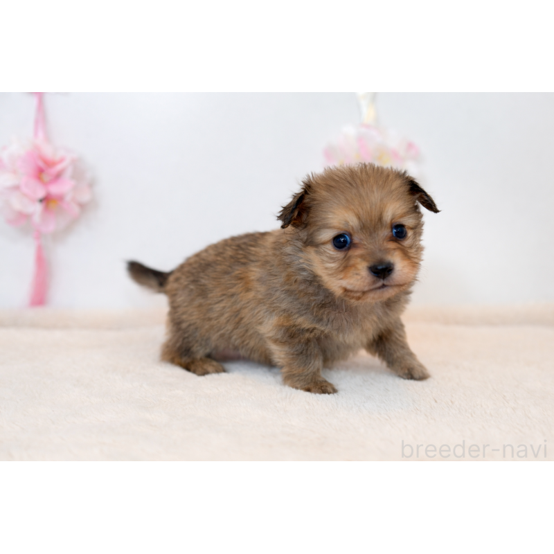 販売中の山口県のミックス犬-451665の3枚目