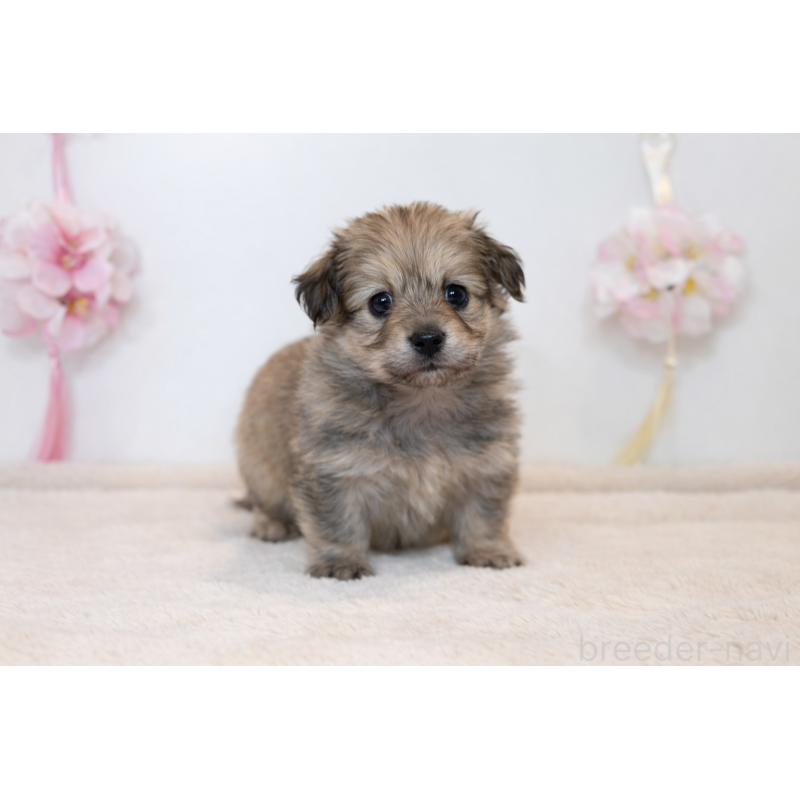 販売中の山口県のミックス犬-451666の3枚目