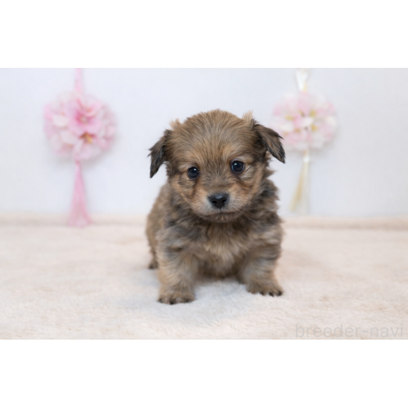 販売中の山口県のミックス犬-451668の3枚目