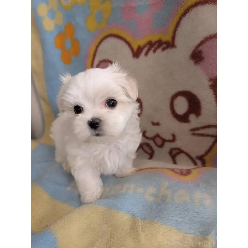 販売中の北海道のマルチーズ-451667の5枚目