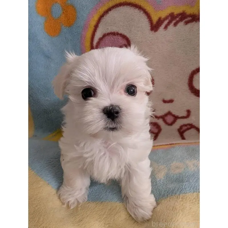 販売中の北海道のマルチーズ-451667の4枚目