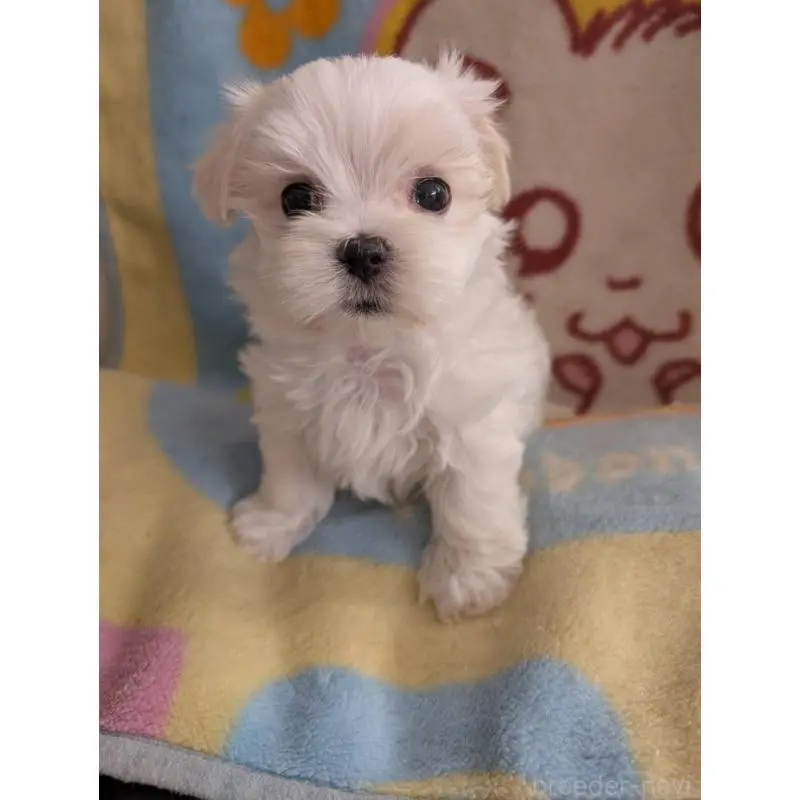 販売中の北海道のマルチーズ-451667の3枚目