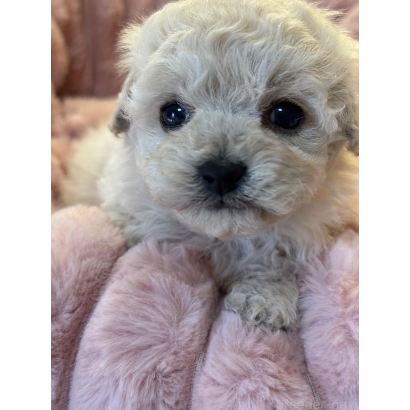 販売中の大分県のビションプー:ビションフリーゼ×トイプードル-451669の4枚目