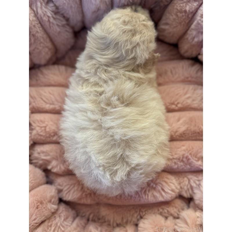 販売中の大分県のビションプー:ビションフリーゼ×トイプードル-451669の3枚目