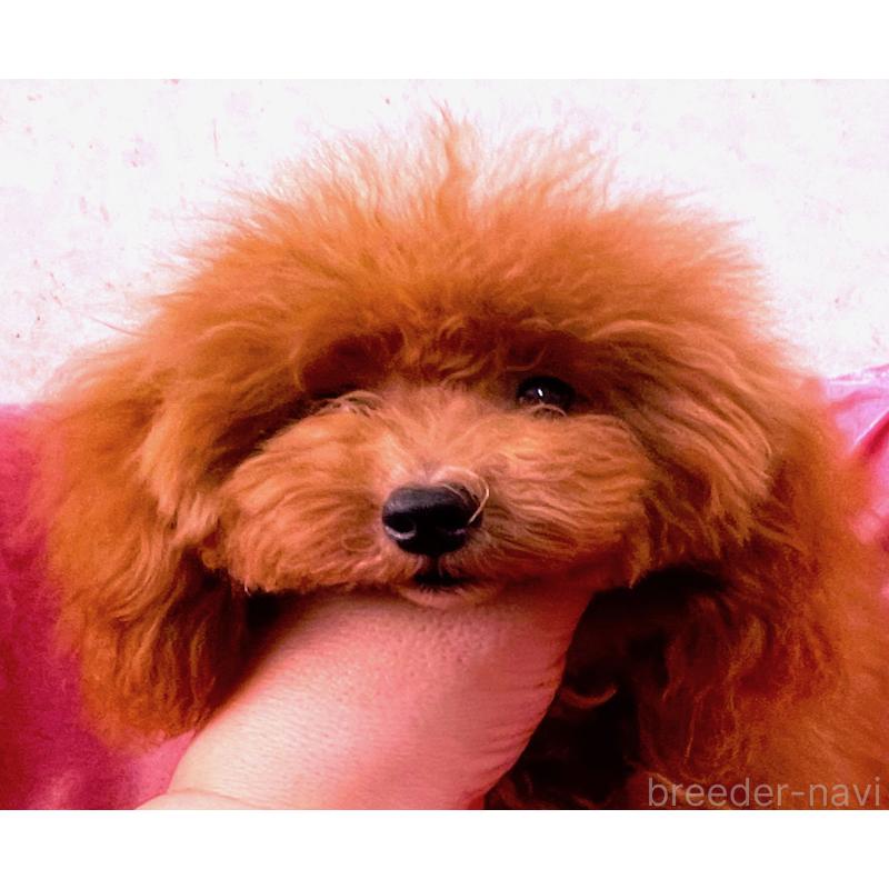 販売中の大阪府のティーカッププードル-369867の5枚目