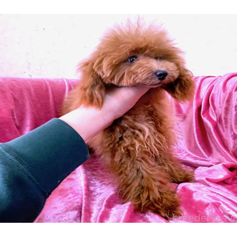 販売中の大阪府のティーカッププードル-369867の4枚目