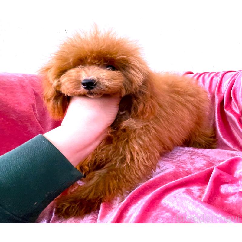 販売中の大阪府のティーカッププードル-369867の3枚目