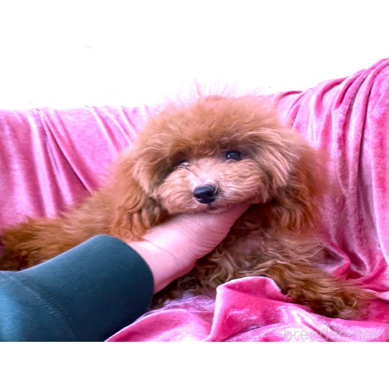 販売中の大阪府のティーカッププードル-369867の2枚目