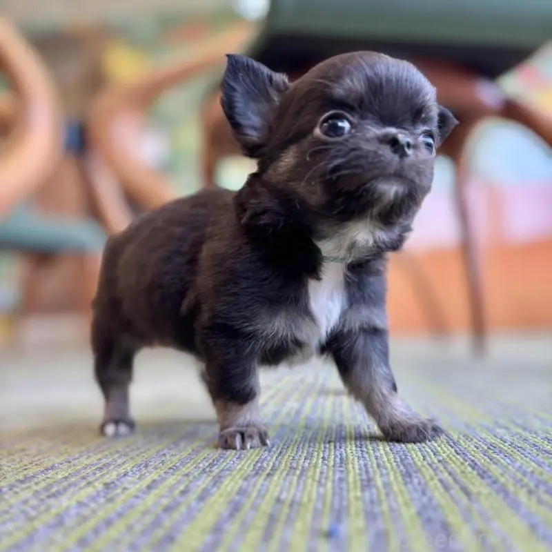 販売中の石川県のチワワ(ロングコート)-451670の4枚目