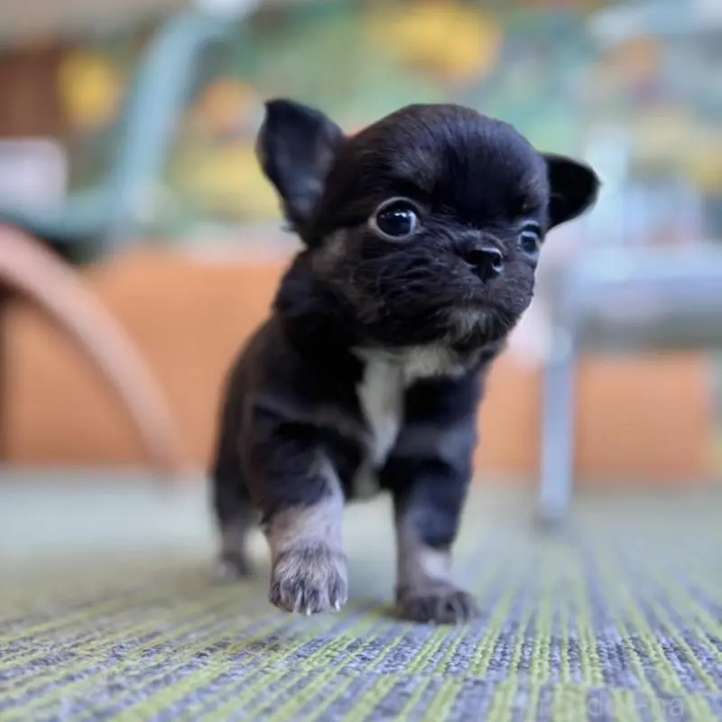 販売中の石川県のチワワ(ロングコート)-451670の2枚目