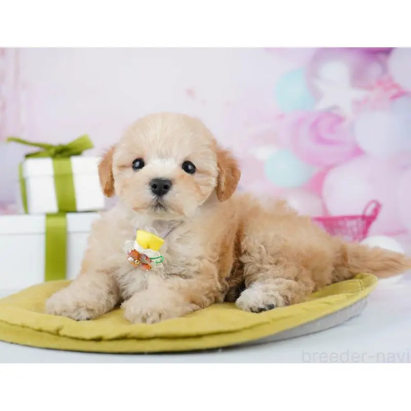 販売中の東京都のマルプー:マルチーズ×トイプードル-451674の6枚目